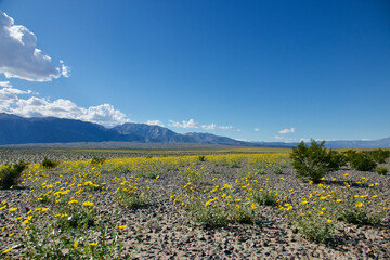 vast landscape in the remote desert with spring wildflowers