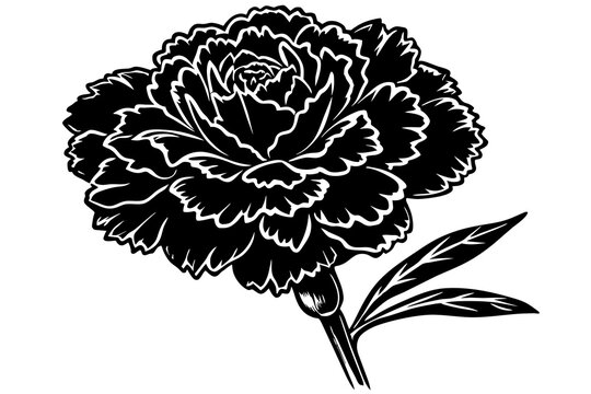 black and white carnation flower on white clip art preview