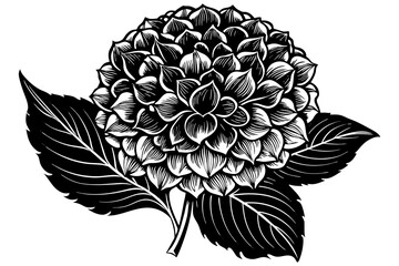 hydrangea flower vector illustration