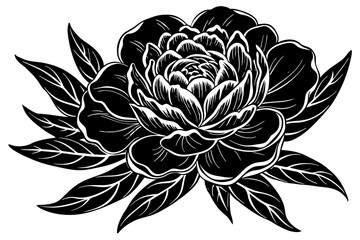 peony flowers vector illustration