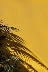 Sombra de hojas de palmera en pared amarilla con espacio libre para texto. - obrazy, fototapety, plakaty