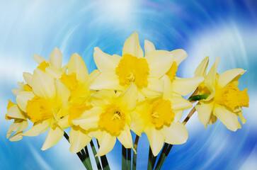 Spring yellow narcissus flower background Daffodils against a blurred abstract blue sky Nature fond with Daffodil Flowers