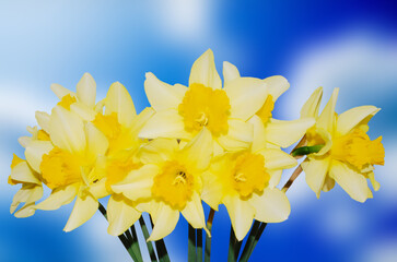 Spring yellow narcissus flower background Daffodils against a blurred blue sky Nature fond with...