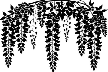 wisteria flowers vector illustration