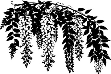 wisteria flowers vector illustration