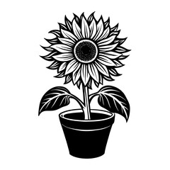 silhouette of sunflower in pot on transparent background