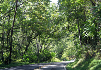 Paved Road with Painted Lines through Deciduous Forest 