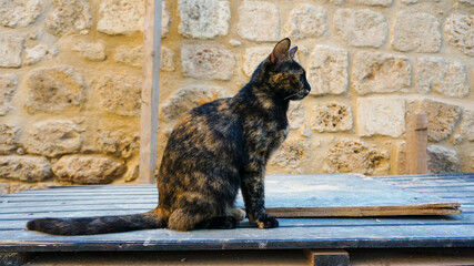 A solitary cat perches on a ledge in Jerusalem, its gaze lost in the distance, against the textured...