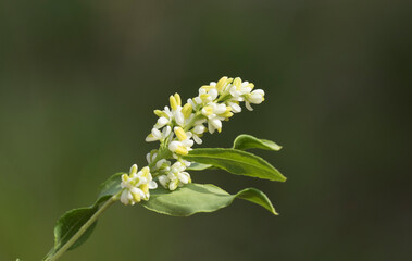 Flowers of the common fontanesia (Fontanesia phillyreoides) in Mediterranean nature in april