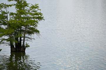 Single Bald Cypress Tree in Water with Sunlight and Negative Space