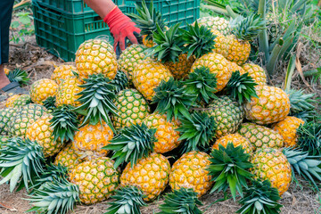 collection of freshly harvested ripe pineapple variety gold honey (Ananas comosus)