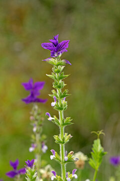 Annual clary (Salvia viridis) is an annual plant native to an area extending from the Mediterranean to the Crimea and into Iran.