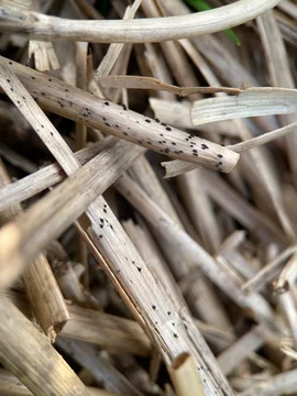 Wheat straw with DTR, tan spot