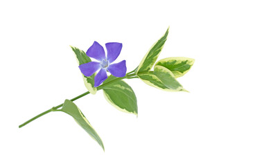Bigleaf periwinkle (Vinca major) with glossy dark green leathery leaves and single violet flower
