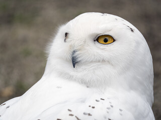 Obraz premium Snow owl head portrait outdoors.
