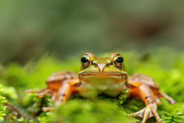 Fototapeta premium Vibrant Green Frog on Lush Moss