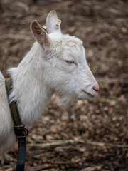 Fototapeta premium Baby goat white outside in paddock.