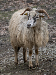 Long-haired horned sheep outside in paddock.