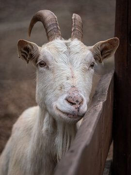 An adult goat with white horns outside in a paddock.