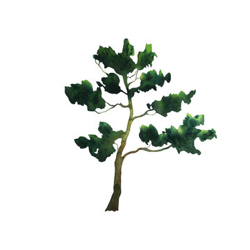 Pine tree watercolor, minimal style, side view. Hand drawn watercolour illustration, isolated on white background. Environment and ecology. Tall green conifer plants. Woodland nature summer forest