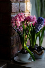 Spring floral home decor, cozy atmosphere. Bright fresh purple and pink bulbous hyacinth flowers on wooden windowsill. Springtime gardening concept. Sustainable lifestyle, earth day