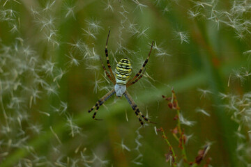 Argiope bruennichi is a bright spider from the Coleoptera family, with a striped yellow-black-white abdomen.
