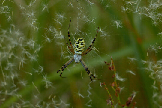 Argiope bruennichi is a bright spider from the Coleoptera family, with a striped yellow-black-white abdomen.
