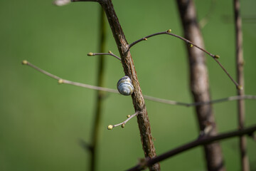 A worn snail shell on a slender hazel trunk.