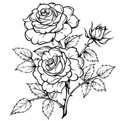 Bouquet of Roses Line Art Vector Illustration
