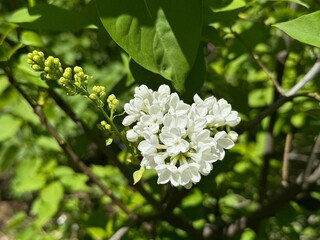 Lilac (Syringa vulgaris), white terry lilac in the garden.