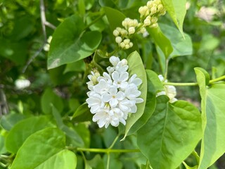 Lilac (Syringa vulgaris), white terry lilac in the garden.