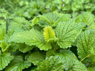 Lemon balm (Melissa officinalis) leaves from the garden, herb plant. Close-up.