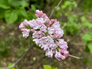 Syringa, Common Lilac, French Lilac 'Krasavitsa Moskvy' (Syringa vulgaris).
