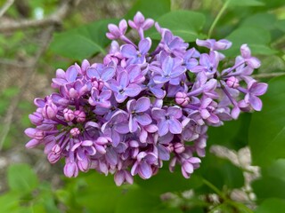 Syringa, common purple Lilac, French Lilac 'Krasavitsa Moskvy' (Syringa vulgaris).

