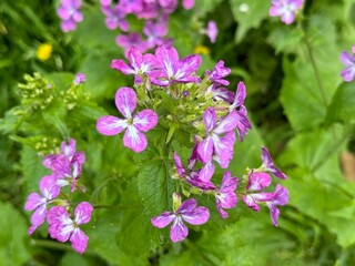 Pretty flowers of annual honesty Lunaria annua.