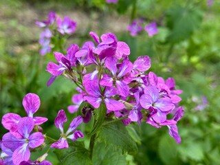 Pretty flowers of annual honesty Lunaria annua.