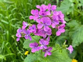 Pretty flowers of annual honesty Lunaria annua.