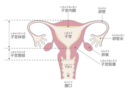子宮の構造と名称