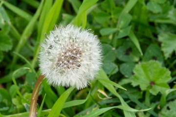 pollen flowers