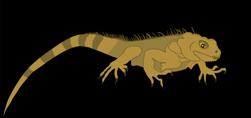 Iguana vector illustration isolated on black background. Lizard animal. Modern pet.