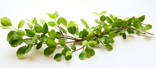 Obraz premium Close-up view of a vibrant branch covered in fresh green leaves, showcasing the beauty of nature