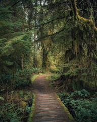 path through mysterious lush woods in the Olympic National Forest, Washington State, Pacific Northwest