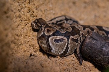 Royal python snake in terrarium.
