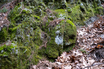Covered with moss and fallen leaves in autumn forest in stone. Moss on the bark of an tree and...