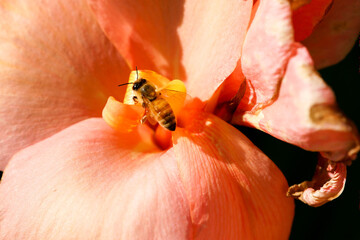 A bumble bee pollinating a pink flower in the garden

