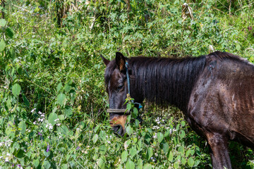 A very thin brown horse with a traditional indigenous halter is grazing by lush green bushes in...