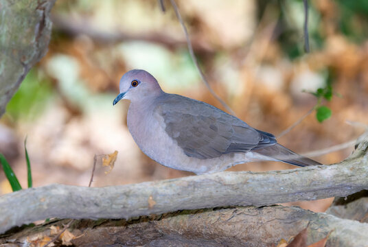 A white-tipped dove Leptotila verreauxi, is sitting on a tree branch in Mexico.