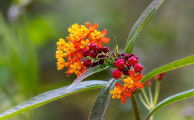 A close-up view of a tropical milkweed flower, Asclepias curassavica in Mexico