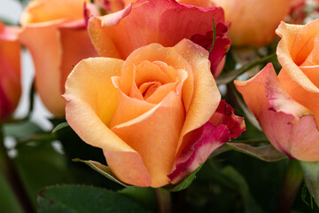 peach rose flower with a yellowish tint with raindrops on the petals. Rose in bloom close-up.