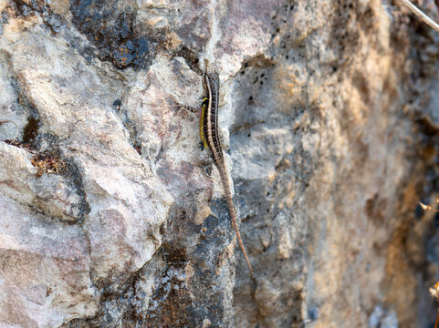 A Rose bellied lizard, Sceloporus variabilis, is crawling on a rock wall in Mexico. The lizards scales blend with the rocky texture as it moves gracefully along the surface